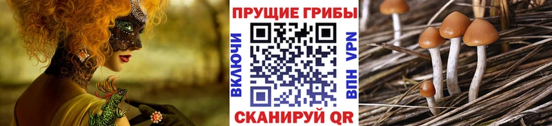 OMG ТОР Оренбург Псилоцибиновые грибы Psilocybine cubensis хочу